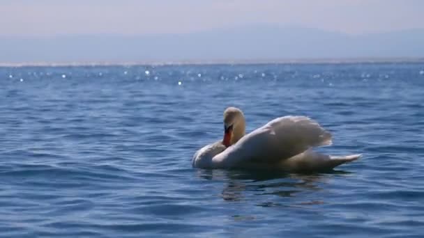 Gran cisne blanco nada en un lago claro de montaña sobre el telón de fondo de los Alpes suizos — Vídeos de Stock