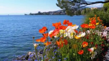Renkli Haşhaş Cenevre Gölü ve Mountain Hills İsviçre, Montreux karşı Blooming.