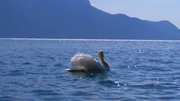 Énorme cygne blanc nage dans un lac de montagne clair sur fond des Alpes suisses — Video