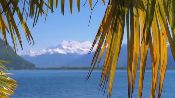 Краєвид через пальми по Швейцарії засніжені Альпи на озері. Набережна Монтре — стокове відео