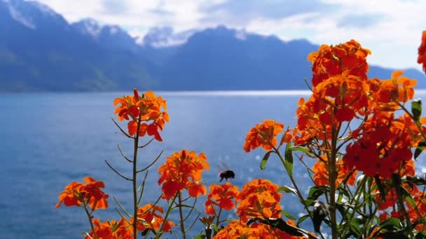 Blommor mot Alpina bergen och Genèvesjön pÃ ¥Bank i Montreux. Schweiz — Stockvideo