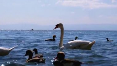 Büyük Beyaz Kuğu ve Ördekler Mavi Su ile Clear Mountain Gölü'nde yüzmek. İsviçre