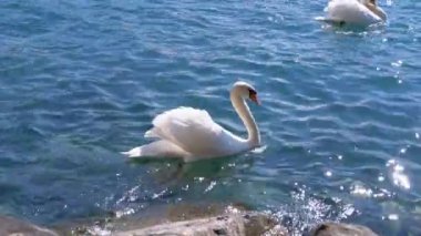 Büyük Beyaz Kuğu Kristal Berraklığında Mavi Su ile Berrak Bir Dağ Gölü'nde Yüzer. İsviçre