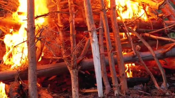 La gran hoguera de los troncos arde por la noche en el bosque. Moción lenta . — Vídeo de stock