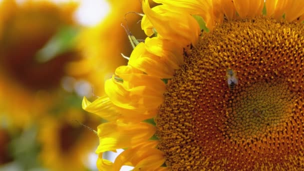 Słonecznik w polu i pszczoła crawling na nim — Wideo stockowe