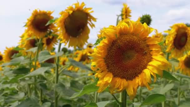 Zonnebloem in het veld en bijen kruipen erop — Stockvideo