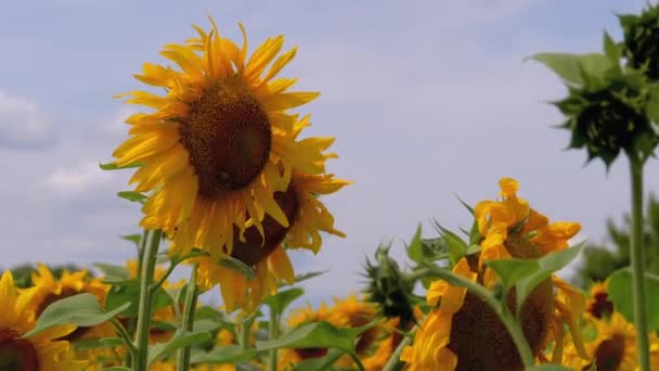Tournesols dans le champ Balançant dans le vent. Beaux champs en été 