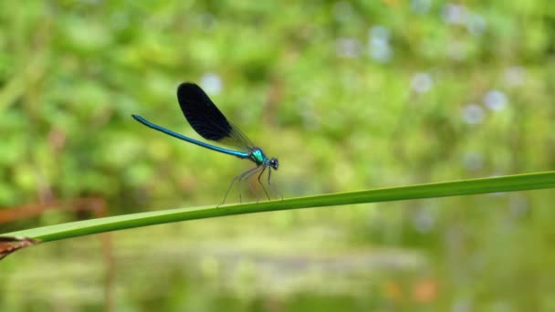 Libelle mit blauen Flügeln sitzt auf einem Ast auf einem Hintergrund des Flusses — Stockvideo