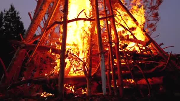 Gran fogata de las ramas arde al atardecer en el bosque. Fuego grande brillantemente ardiendo — Vídeos de Stock