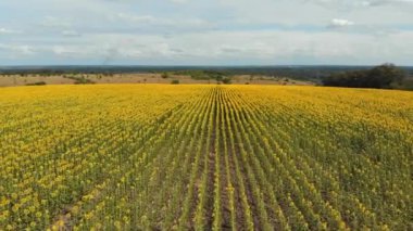 Ayçiçeği Alanı'nın Havadan Drone görünümü. Bir Tepede Ayçiçeği Sıraları