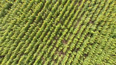 Ayçiçeği Alanı Havadan Top Drone görünümü. Bir Tepede Ayçiçeği Sıraları