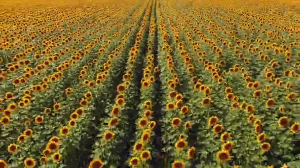 Drohnen-Ansicht des Sonnenblumenfeldes. Sonnenblumenreihen auf einem Hügel — Stockvideo