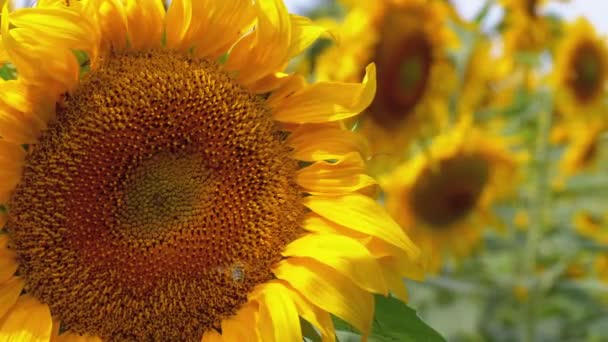 Tournesol dans le champ et abeille rampant dessus 