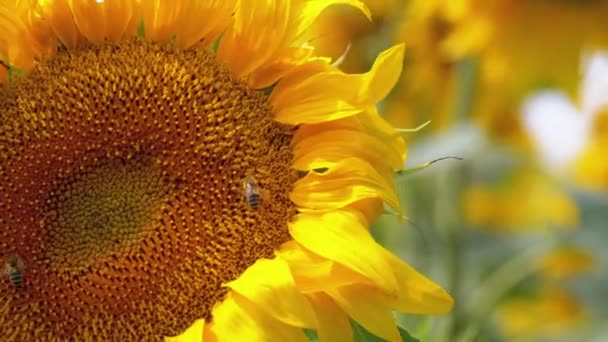 Girasol en el campo y abeja arrastrándose sobre él — Vídeos de Stock