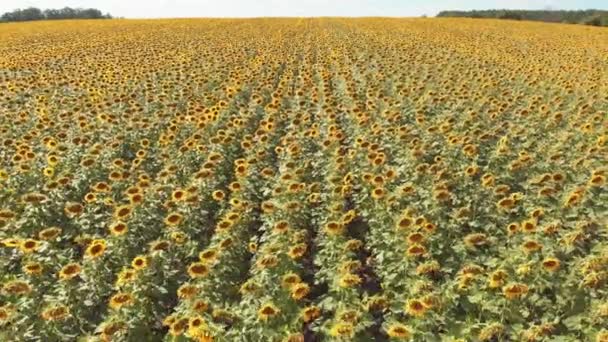 Vista aérea del campo de girasoles desde el Drone. Filas de girasoles en una colina — Vídeo de stock