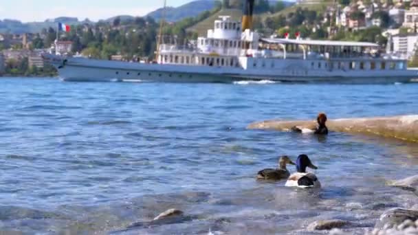 Duck Stands on the Breakwater en Blue Lake Geneva. Suiza, Montreux Embankment — Vídeos de Stock