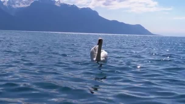 Velká Bílá labuť plave v Průzračském jezeře na pozadí švýcarských Alp — Stock video