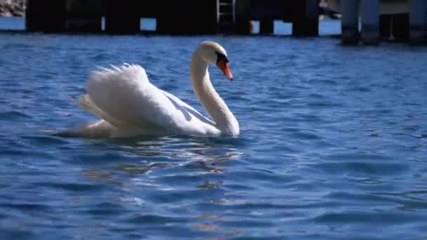 Огромный белый лебедь плавает в чистом горном озере с кристально чистой голубой водой. Швейцария — стоковое видео