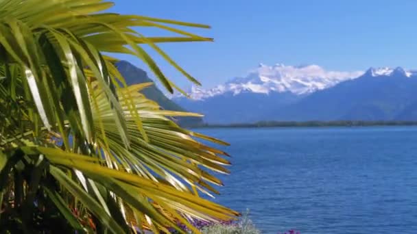 Widok krajobrazu przez palmy w Szwajcarii śnieżne Alpy nad jeziorem. Embankment w Montreux — Wideo stockowe