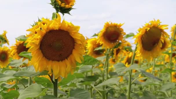 Tournesols dans le champ Balançant dans le vent. Beaux champs en été 