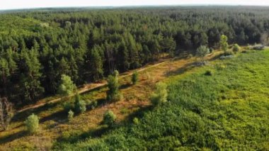 Çam ormanı, drone ile havadan görünüm. Orman ağaçları üzerinde çam ahşap parkta üst görünümü.