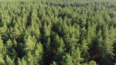 Çam ormanı, drone ile havadan görünüm. Orman ağaçları üzerinde çam ahşap parkta üst görünümü.