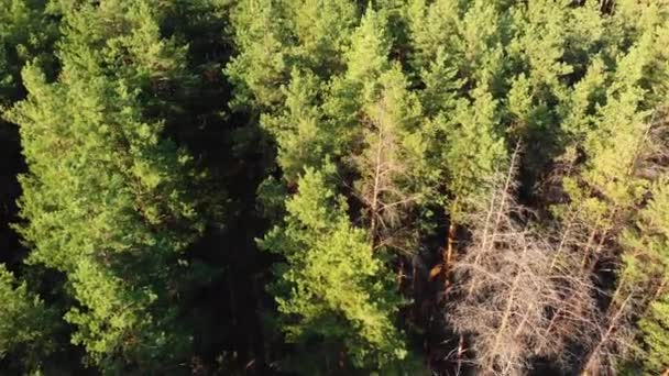 소나무 숲, 무인 항공기와 공중 보기. 숲나무의 소나무 공원 의 탑 뷰. — 비디오
