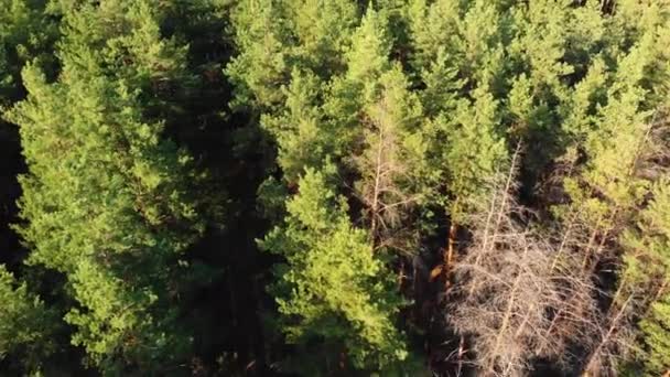 Pineta, veduta aerea con drone. Vista dall'alto nel parco di legno di pino sugli alberi della foresta . — Video Stock