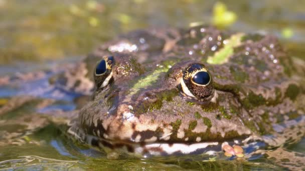 Rana Verde nel fiume. Primo piano. Ritratto volto di rospo in acqua con piante acquatiche — Video Stock