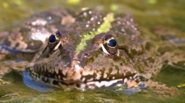 Nehirdeki Yeşil Kurbağa. Close. Su Bitkileri ile Suda Kurbağa Portre Yüzü
