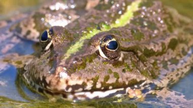 Nehirdeki Yeşil Kurbağa. Close. Su Bitkileri ile Suda Kurbağa Portre Yüzü