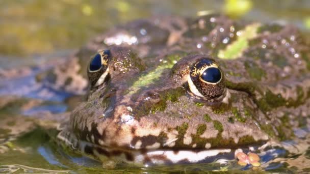 Зеленая лягушка в реке. Крупный план. Портрет жабы в воде с водяными растениями — стоковое видео