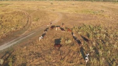 Kırsal Ukrayna Köyü'nde Otlayan Bir İnek Sürüsünün Havadan Görünümü