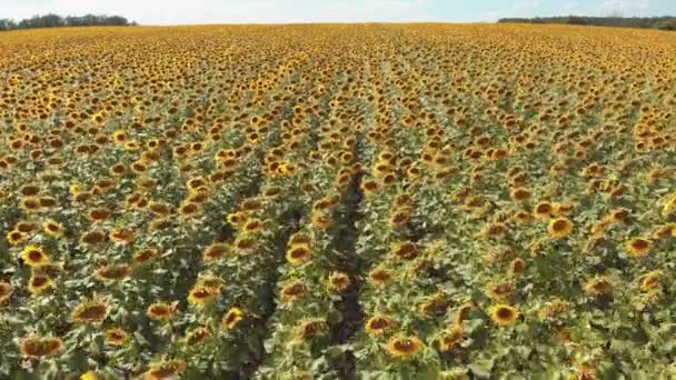 Vue Aérienne Du Champ De Tournesols Par Drone. Rangées de tournesols sur une colline 
