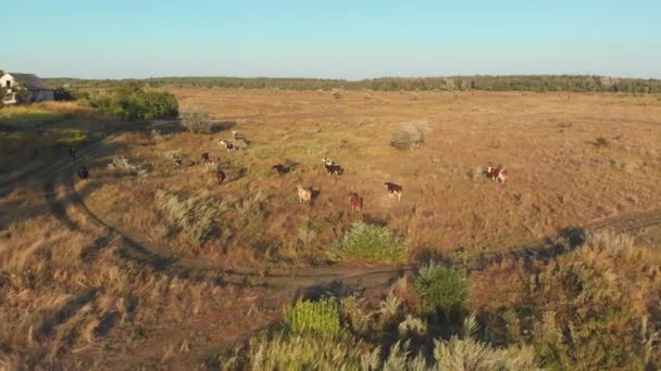 Flygbild över en flock kor som betar i den ukrainska byn på landsbygden — Stockvideo