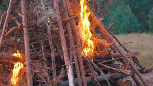 Grand feu de camp des grumes brûle la nuit dans la forêt. Mouvement lent . — Video