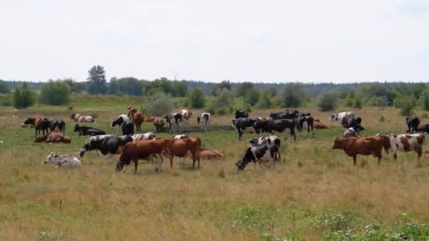 Stado krów grazes na łące. Letni dzień — Wideo stockowe