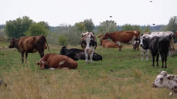 Flock av kor skruvar på ängen. Sommardag — Stockvideo