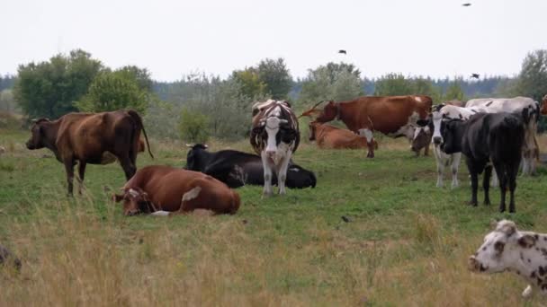 Rebanho de vacas Grazes no prado. Dia de Verão — Vídeo de Stock