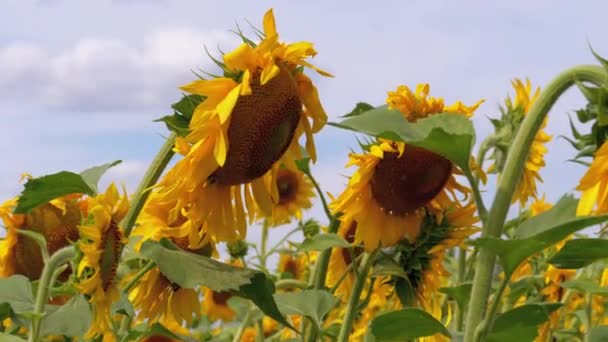 Zonnebloemen in het veld wuivende in de wind. Prachtige velden in de zomer — Stockvideo