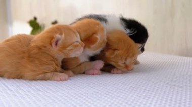 Küçük Kabarık Kittens İki Hafta Eski, Beyaz Bir Halı Etrafında Sürünme.