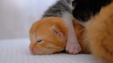 Küçük Kabarık Kittens İki Hafta Eski, Beyaz Bir Halı Etrafında Sürünme.
