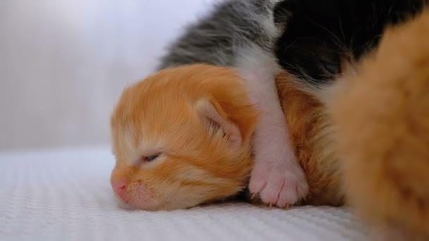 Τα μικρά χνουδωτά γατάκια είναι δύο εβδομάδων, που σέρνονται σε ένα λευκό χαλί. — Αρχείο Βίντεο