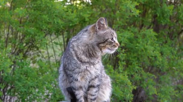 路上に座って負傷した目を持つホームレスの灰色の猫 — ストック動画