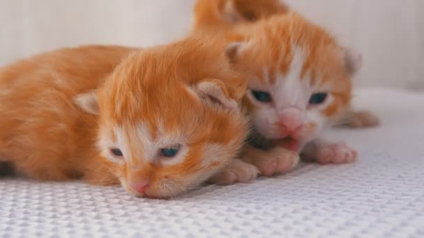 작은 푹신한 빨간 새끼 고양이는 2 주 된, 흰색 양탄자에 주위에 크롤링 — 비디오