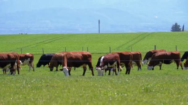 Стадо корів Пасуча на галявині біля ферми на тлі швейцарських Альп — стокове відео