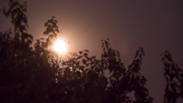 Full Moon porusza się w nocnym niebie przez drzewa i ciemne chmury. Timelapse — Wideo stockowe