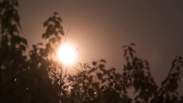 Full Moon se move no céu noturno através de árvores e nuvens escuras. Prazo de validade — Vídeo de Stock