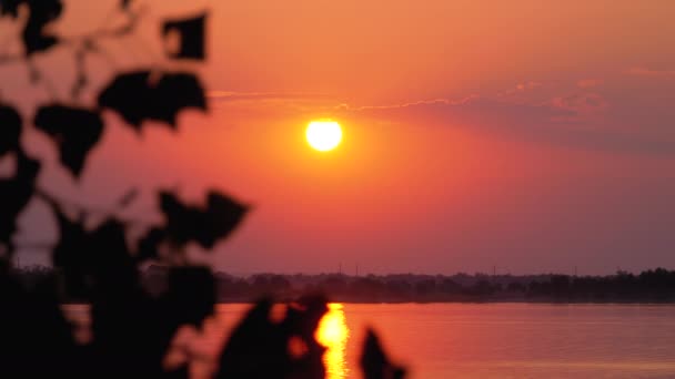Захід сонця в червоному небі через силует гілки дерева — стокове відео