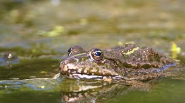 Nehirdeki Yeşil Kurbağa. Close. Su Bitkileri ile Suda Kurbağa Portre Yüzü